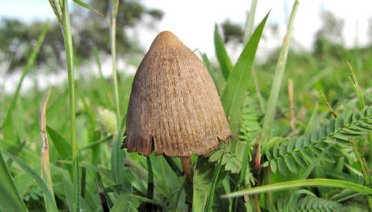 How Magic Mushrooms Eases Cancer Patient Anxiety