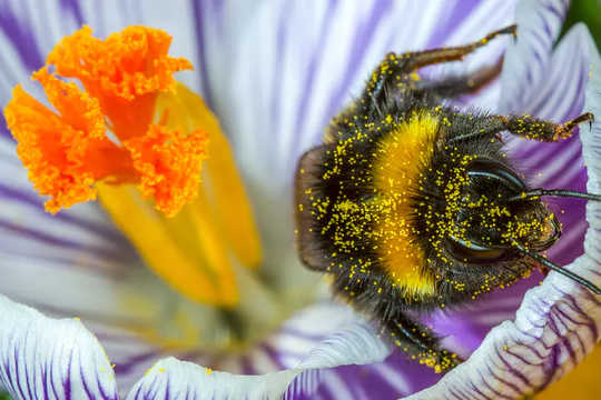 What Are City Bees' Favorite Flowers?