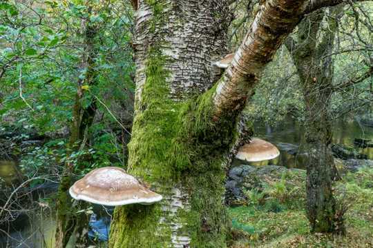 Nature’s First Aid Kit: A Fungus Growing On The Side Of Birch Trees