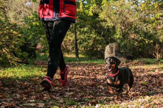 Your dog may also make a good exercise buddy. (five tips to help you keep exercising this new year)
