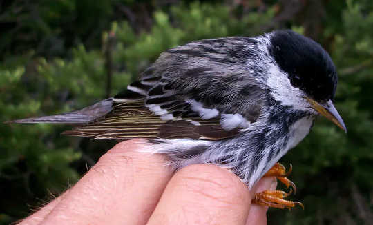 Blackpoll warbler. 