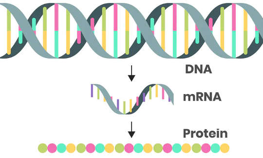 The double-stranded DNA sequence is transcribed into an mRNA code so the instructions can be translated into proteins.