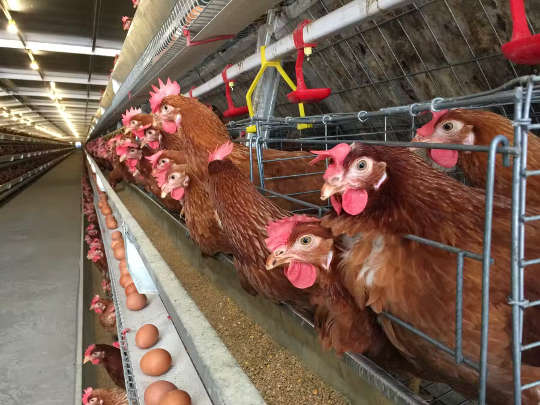 Hens raised in battery cages
