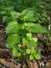 Stinging Nettle Natural Herbal Supplement for Allergies